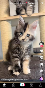TikTok 1